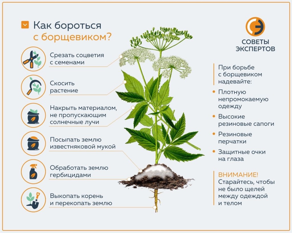 Как бороться с борщевиком в Удмуртии. Как подать заявку на уничтожение  опасного растения в министерства и ведомства УР